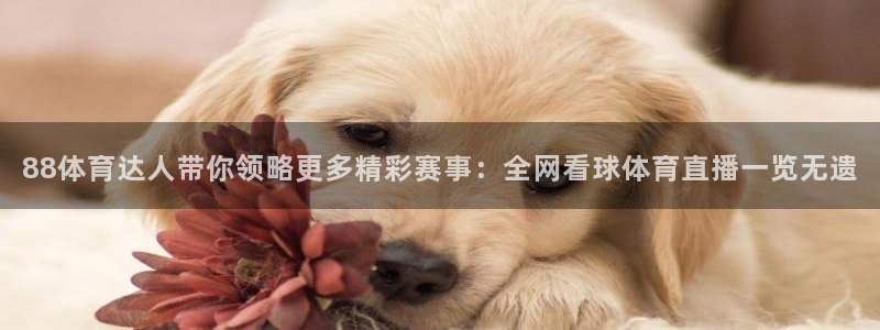 88体育达人带你领略更多精彩赛事：全网看球体育直播一览无遗